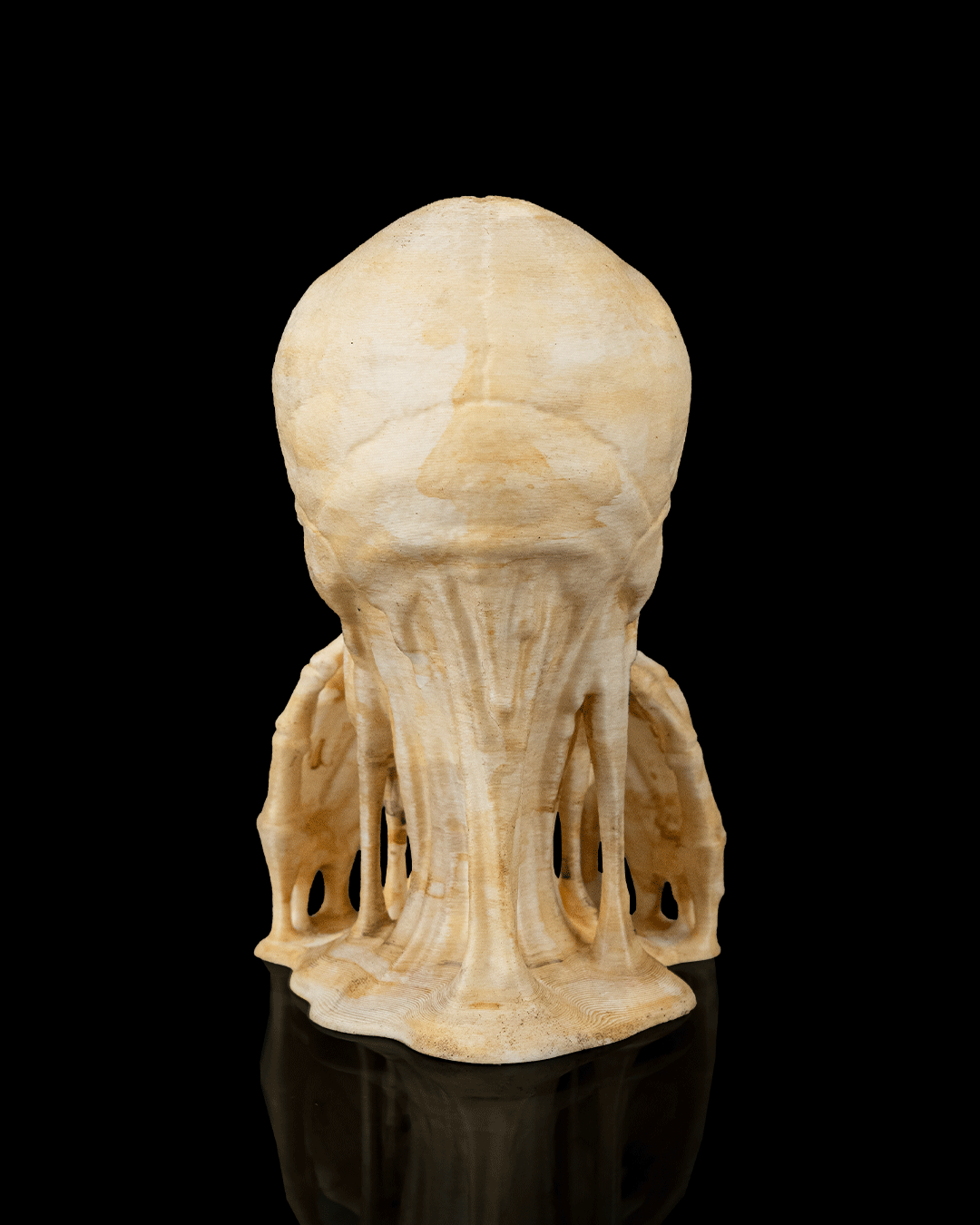 Skulls of Wisdom