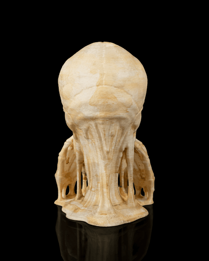 Skulls of Wisdom